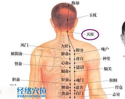 天柱穴位图