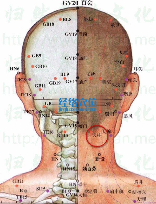 天柱穴的位置及解剖分析图