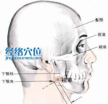 颊车穴的位置解剖分析图