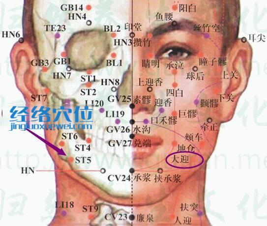 大迎穴的准确位置及解剖分析图