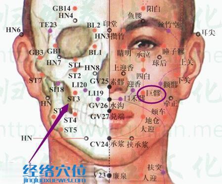 巨髎穴的位置解剖分析图