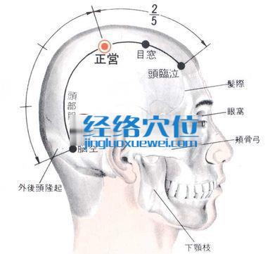 正营穴的位置解剖分析图