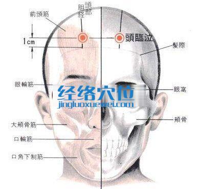 头临泣穴的位置解剖分析图