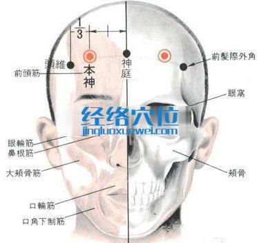 本神穴的位置解剖分析图