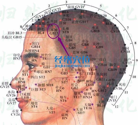 本神穴位位置图