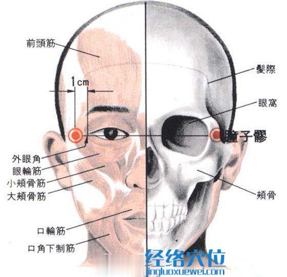 瞳子髎穴的位置解剖分析图