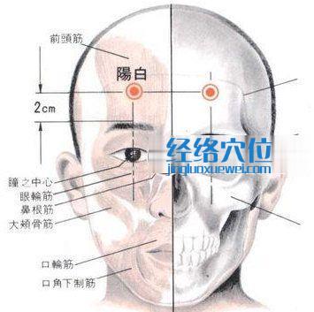 阳白穴的位置解剖分析图