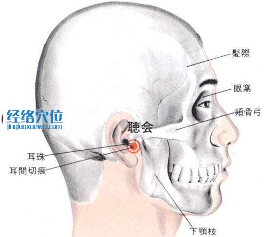 听会穴的位置解剖分析图