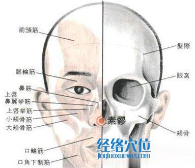 素髎穴的位置解剖分析图