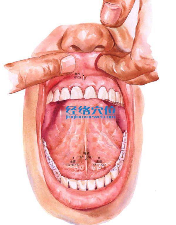 龈交穴的准确位置图