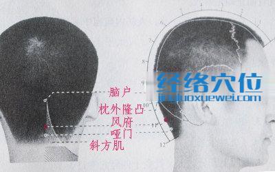 【穴位解剖】在枕骨和第1颈椎之间;有枕动,静脉的分支及棘突间静脉丛