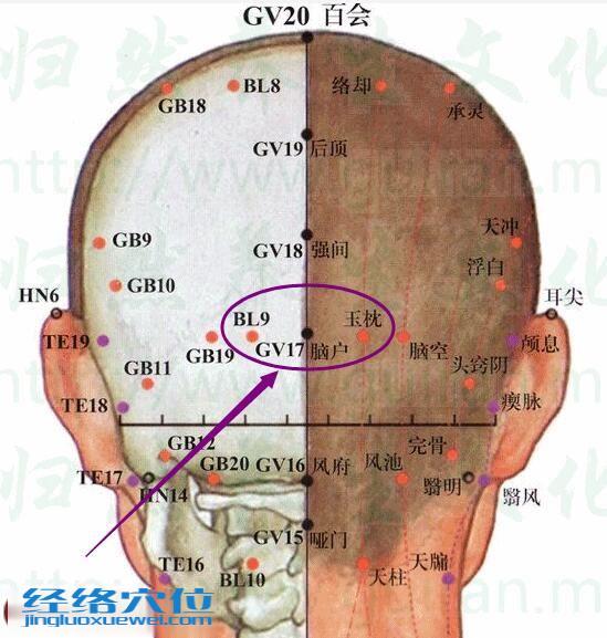 脑户穴的准确位置图