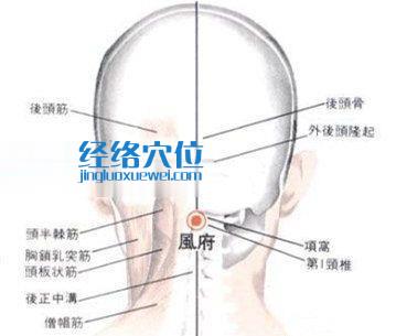 哑门穴的位置解剖分析图