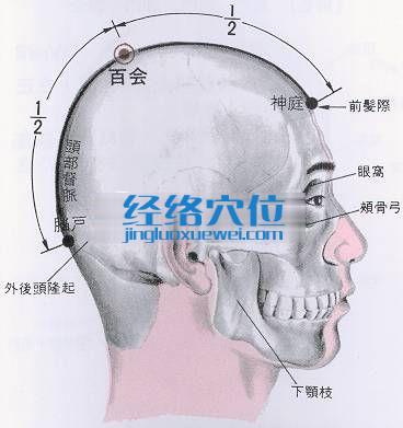 百会穴的位置解剖分析图