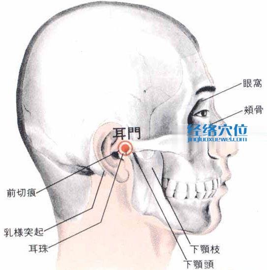 耳门穴的位置解剖分析图