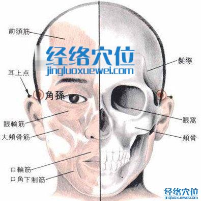 角孙穴的位置解剖分析图