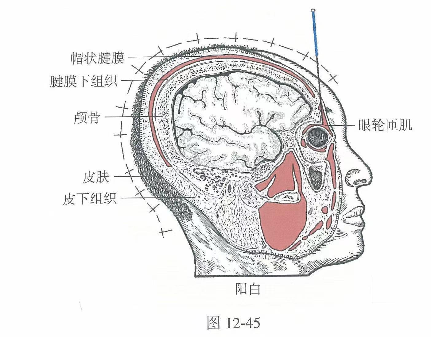 臂的准确位置图,犊鼻的准确位置图,胃的准确位置图(第7页)_大山谷图库