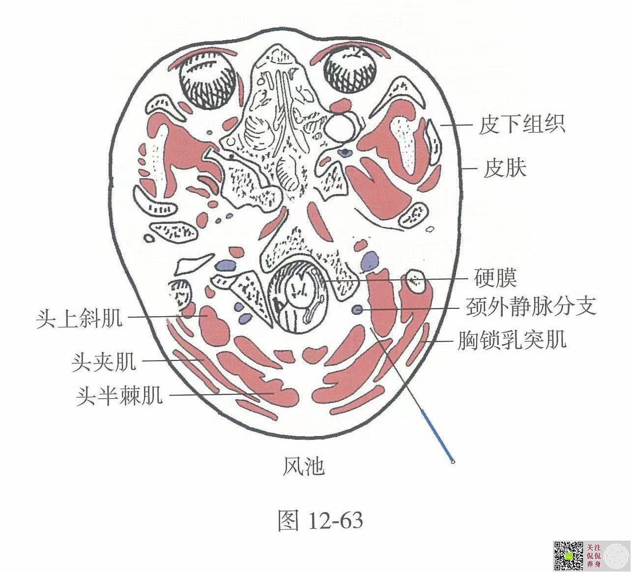 眼保健操里的风池你按对了吗？ 生活中的保健穴（四）——风池 - 哔哩哔哩