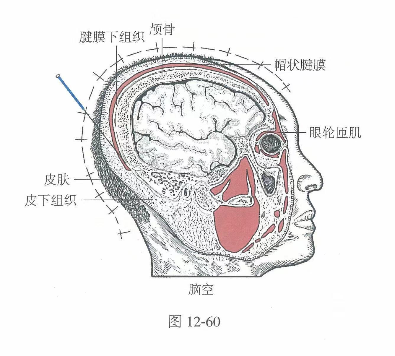 大脑的结构以及神经系统 - 知乎