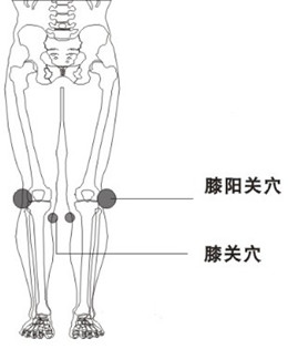 膝阳关穴位位置图