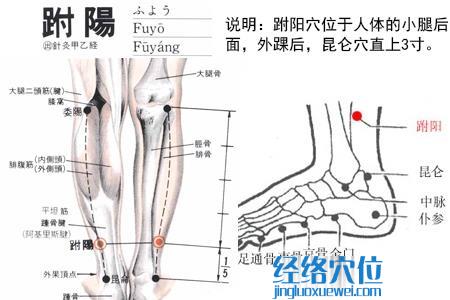 跗阳穴