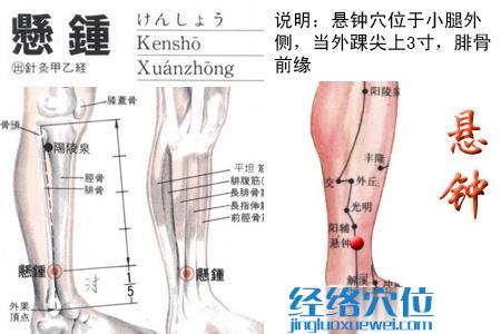 悬钟穴位位置图