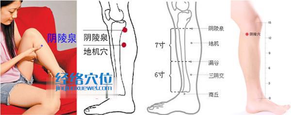 阴陵泉穴位位置图
