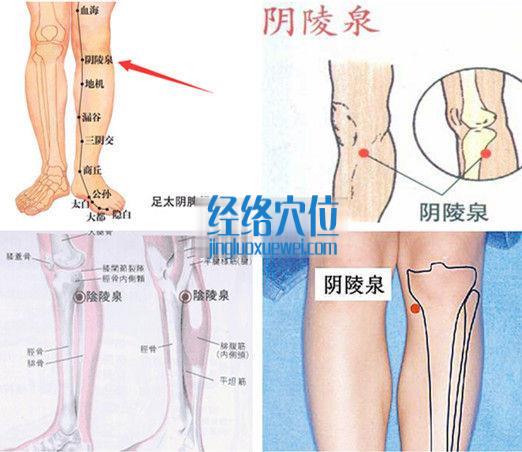 阴陵泉穴位位置图（高清图组）