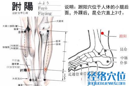 跗阳穴位位置图