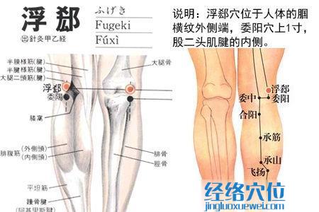 浮郄穴位位置图