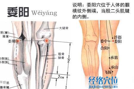 委阳穴位位置图