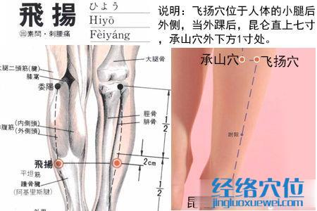 飞扬穴位位置图