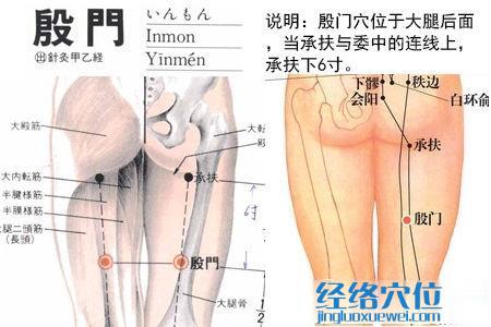 殷门穴位位置图