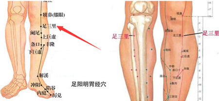 足三里穴位图
