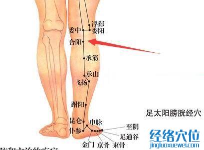 合阳穴位位置图