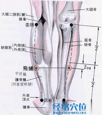 飞杨穴的解剖结构图