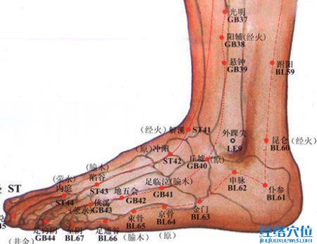 跗阳穴的位置图