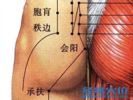 会阳穴的位置及解剖图