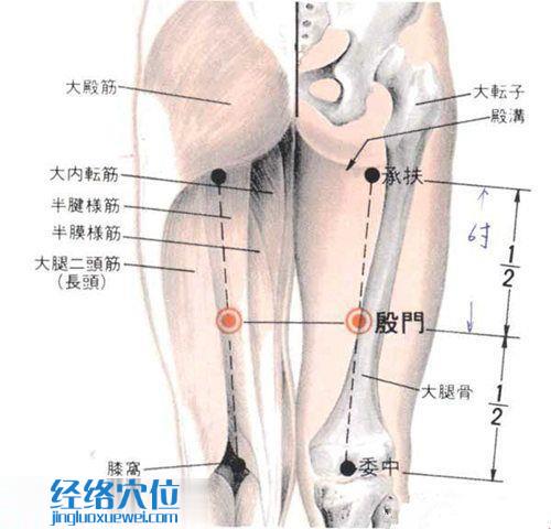 殷门穴的准确位置图及解剖图