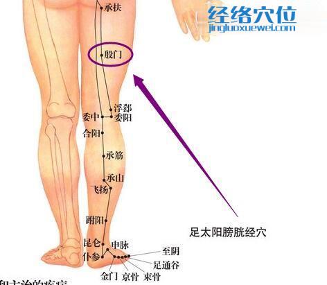 殷门穴的准确位置图