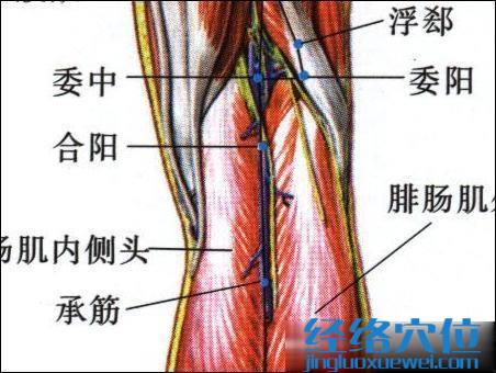 委阳穴的位置及解剖图