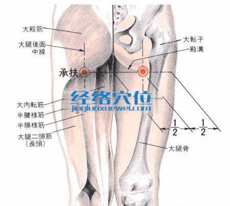 承扶穴的解剖分析图