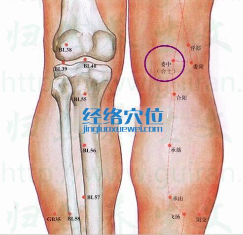 委中穴的准确位置图