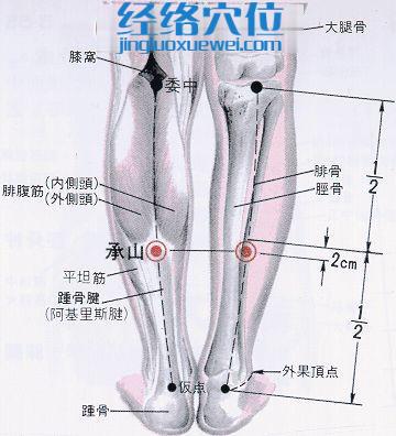 承山穴的位置及解剖分析图