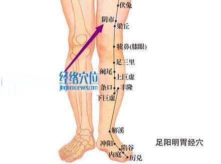 图解足阳明胃经阴市穴的位置图