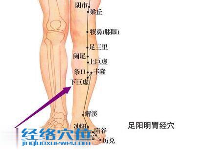 图解足阳明胃经下巨虚穴