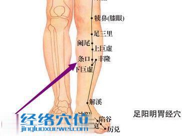 足阳明胃经条口穴位图