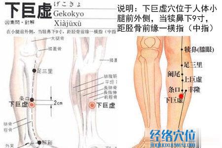 下巨虚穴的位置及解剖分析