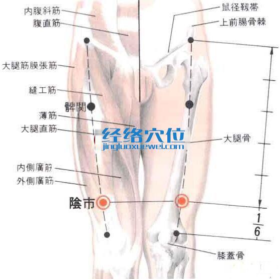 阴市穴的位置解剖分析图