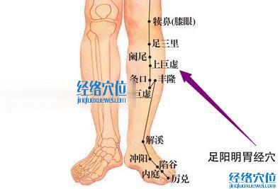 足阳明胃经上巨虚穴的位置图